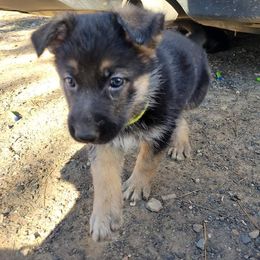 German Shepherd Puppies from Lux Shepherds