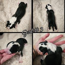 Girl 3 - Black and white female Cardigan Welsh Corgi puppy in Natchitoches. La, Louisiana from Bleu Bayou Corgis