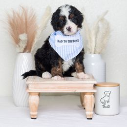 Bernedoodle Puppies from Pawsh Bernedoodles