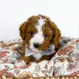 Huckleberry - gray collar boy - Red male Cavapoo puppy in Melbourne, Florida from Space Coast Doodle Co.