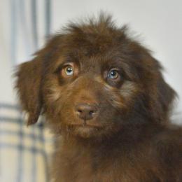 Felix - Red male Aussiedoodle puppy in Delta, Colorado from PTK Ranch