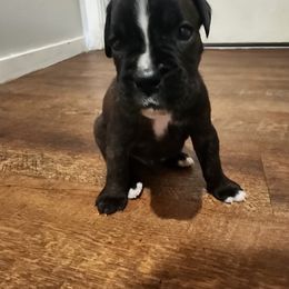 Boxer Puppies from Von Di Ludus
