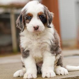Fender - Merle male Bernedoodle puppy in Dundee, Ohio from Down Home Doodle