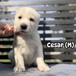 Cesar - White male Central Asian Shepherd Dog puppy in Island City, Oregon from Alabaivalley