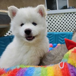 Pomsky Puppies from SoCal Pomskies LLC