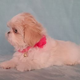 Willow - White female Shih Tzu puppy in Silver Springs, Nevada from Meadowlyn's Dream Shih Tzu