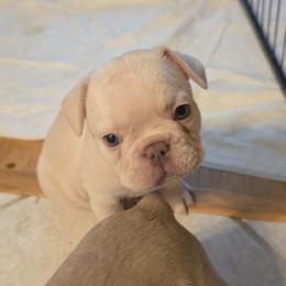 Chase - Cream male French Bulldog puppy in Silver Springs, Florida from Laura Bryce