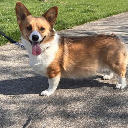 Pembroke Welsh Corgi puppies from Ohio Corgi Love Pups
