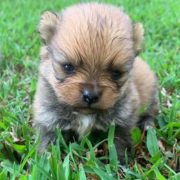 Smallest male - Beaver sable male Pomeranian puppy in Gadsden, Alabama from Rich Cat’s
