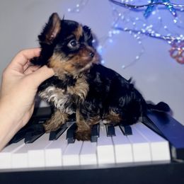 Teddy - Black and tan male Yorkshire Terrier puppy in Cape Coral, Florida from Katherine’s Yorkies and Poodles