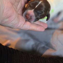 Lime girl - Liver and white female German Shorthaired Pointer puppy in Kenai, Alaska from LakeHaus Kennels