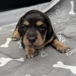 Male 1 - Black and cream male Dachshund puppy in Spanaway, Washington from 11 Oaks Kennels