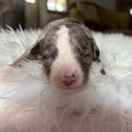 Precious - female Aussiedoodle puppy in Rochester, Massachusetts from Harmony Hill Doodles
