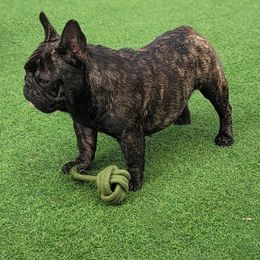 Petunia - French Bulldog