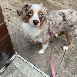 Miniature Australian Shepherd and Toy Australian Shepherd Puppies from Loyal Litters Toy Australian Shepherds