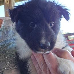 Pixie - Black and white female Shetland Sheepdog puppy in Luray, Missouri from Krayola Shelties