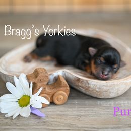 Yorkshire Terrier Puppies from Bragg’s Yorkies