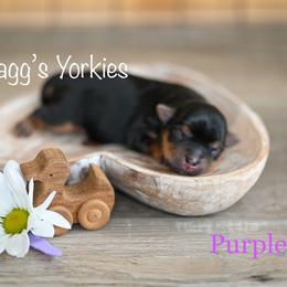 Yorkshire Terrier Puppies from Bragg’s Yorkies