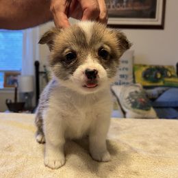 Light Blue Collar - Red female Pembroke Welsh Corgi puppy in Saylorsburg, Pennsylvania from Dunnideer Farm