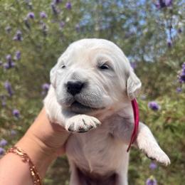 Pink (3700) - Light golden female Golden Retriever puppy in Pahrump, Nevada from Southern Nevada Goldens