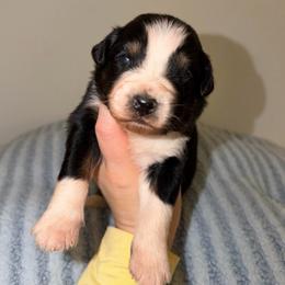Peep - Black tri-color male Australian Shepherd puppy in Anniston, Alabama from All Hale Aussies