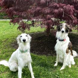 Silken Windhounds from Satomi Silken Windhounds