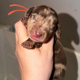 Buttercup - Dapple female Dachshund puppy in Yuba City, California from Mulberry Dachshunds