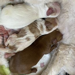 Cavapoo Puppies from Sara Lindberg