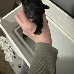 Yin - Black male Double Doodle puppy in Lehi, Utah from Our Little Farm Life Doodles