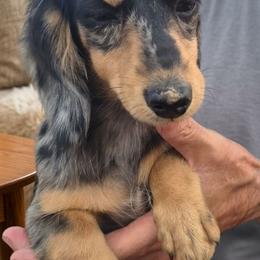 Girl 1 - Dapple female Dachshund puppy in Madisonville, Tennessee from LaRose Farm & Kennels