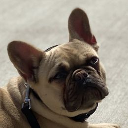 Duchess - French Bulldog