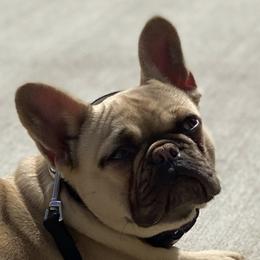 Duchess - French Bulldog