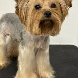 Duncan - Blue and gold male Yorkshire Terrier puppy in Mattawa, Washington from All Star Yorkies