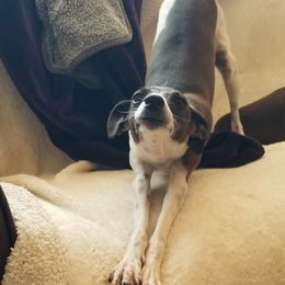Italian Greyhound puppies from Moon Valley Italian Greyhounds