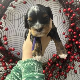 Bowie - Black and tan male Cavapoo puppy in Linden, Michigan from Maple Drive Doodles