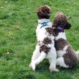 Lagotti Romagnoli from Con Brio Lagotto Romagnolos