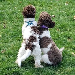 Lagotti Romagnoli from Con Brio Lagotto Romagnolos