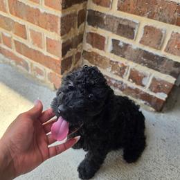 Dolly - Black female Goldendoodle puppy in Forney, Texas from Cityline Goldendoodles