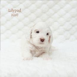 Lilypad - Cream female Australian Labradoodle puppy in Hurricane, Utah from Red Desert Doodles