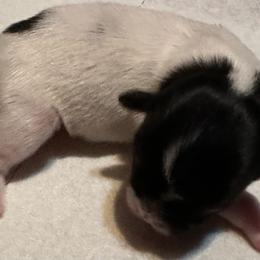 Blk wht girl - Shih Tzu puppy from Southern Sass Shih Tzu