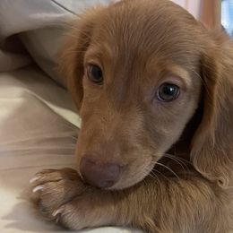Boy 3 - Red Dachshund puppy in Tustin, California from Teenie Weenie Doxies