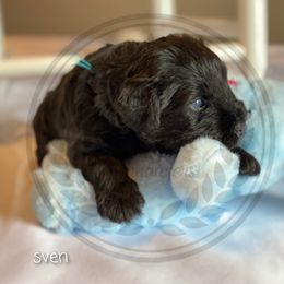 Miniature Schnauzer Puppies from Laurel Crown Schnauzers