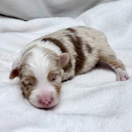 Juniper - Red merle female Miniature Australian Shepherd puppy in Bly, Oregon from Apacheblus Toy Aussies