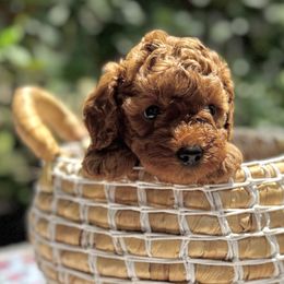 Girl 3 - Apricot female Cavapoo puppy in La Vernia, Texas from Texas Teddy Bears