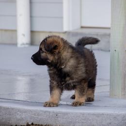 German Shepherd Puppies from Journey's German Shepherds (Kennel Vom Himmel)