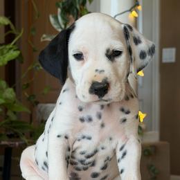 Male 4 - White and liver brown male Dalmatian puppy in Lake Mathews, California from Bully Market