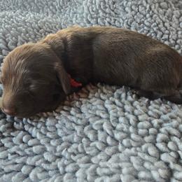Java - Chocolate male Dachshund puppy in Tucson, Arizona from Joplin's Hippo House