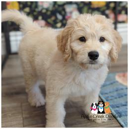 VADER - F1 English Goldendoodle - OFA-Genetics-2 Year Warranty- Microchip - Cream male Goldendoodle puppy in Jeddo, Michigan from Apple Creek Doodles