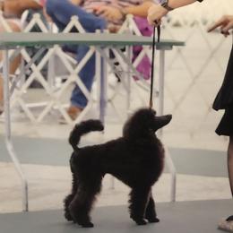 JAGGER - Poodle