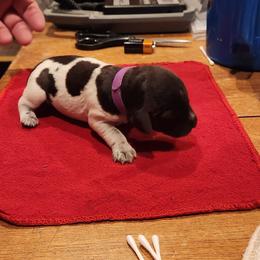 Deutsch-Drahthaar Puppies from vom Cornerstone